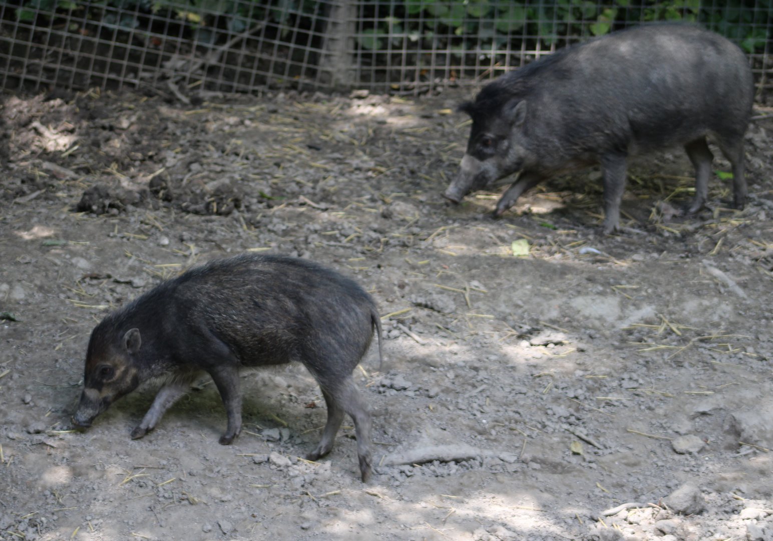 Visayan warty pigs