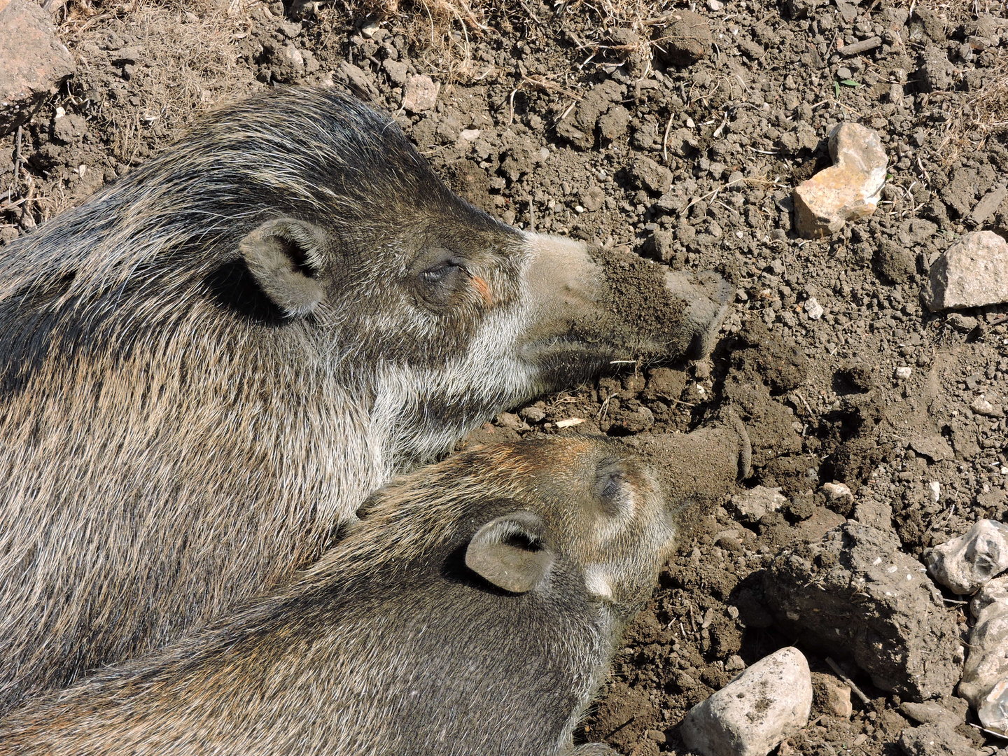 Visayan Warty Pigs