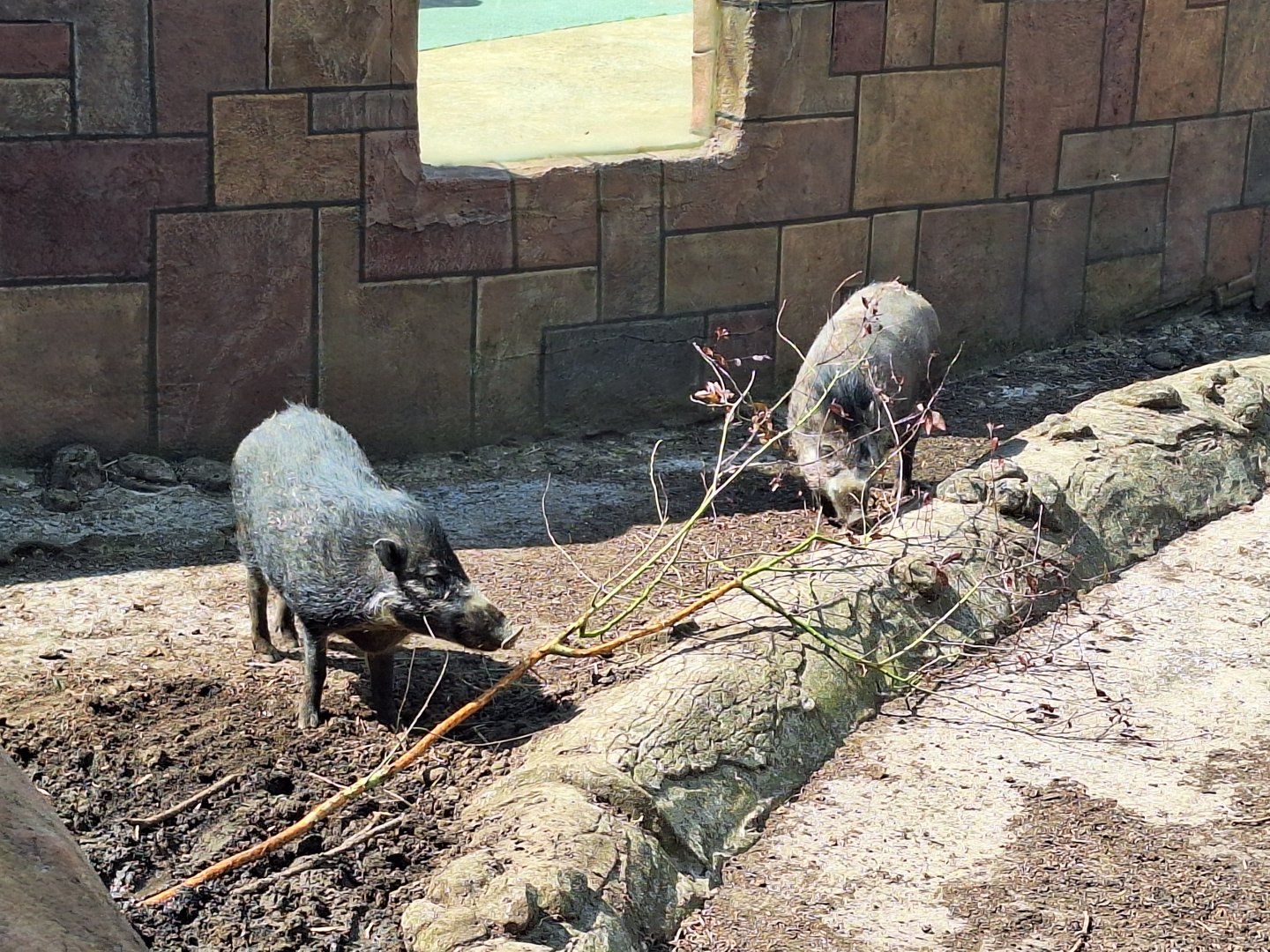 Visayan Warty Pigs