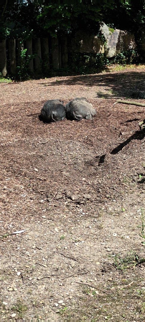 Visayan warty Pigs