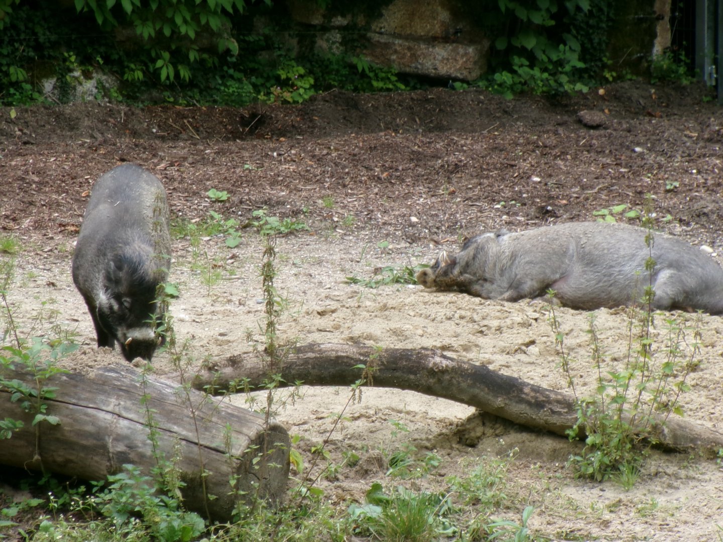 Visayan warty pigs
