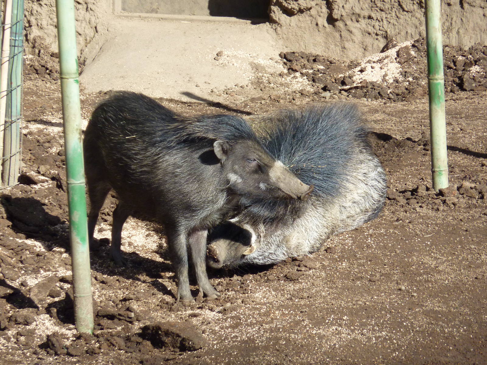 Visayan Warty Pigs
