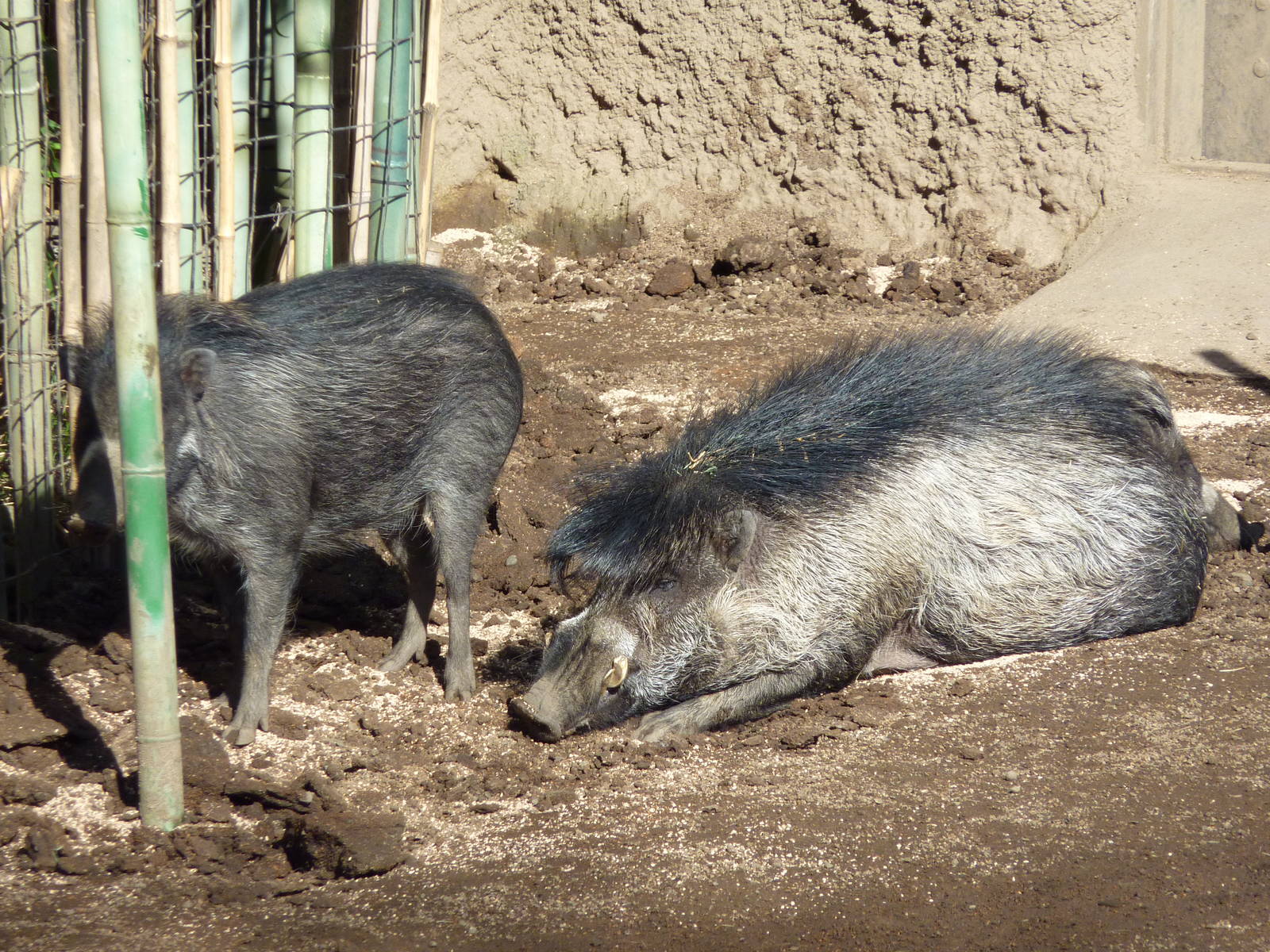 Visayan Warty Pigs