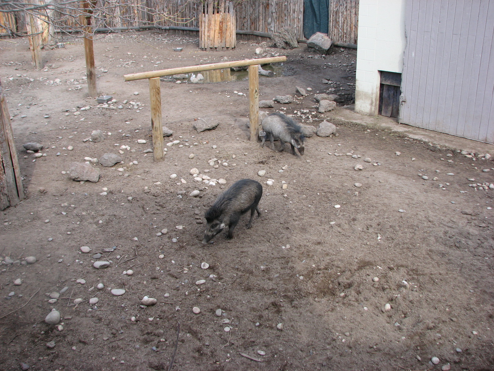 Visayan Warty Pigs