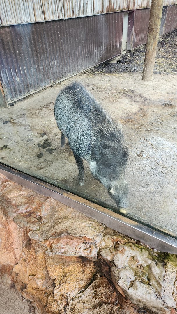 Visayanan Warty Pig