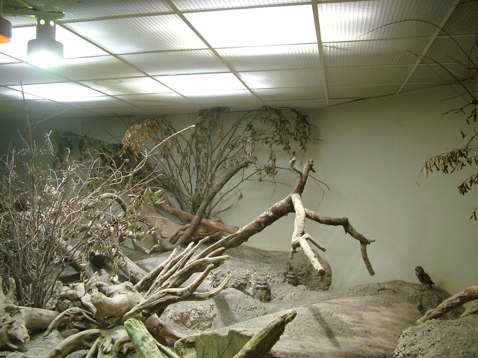 Viscacha and Owl exhibit in the Exotarium at Zurich 31/08/09