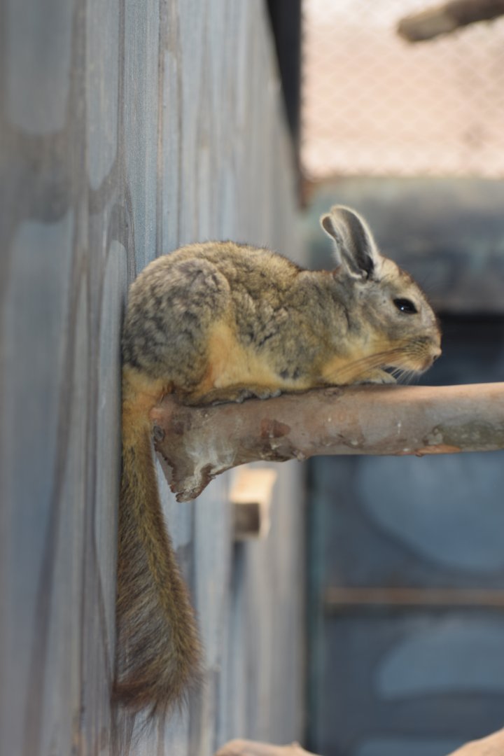 Viscacha