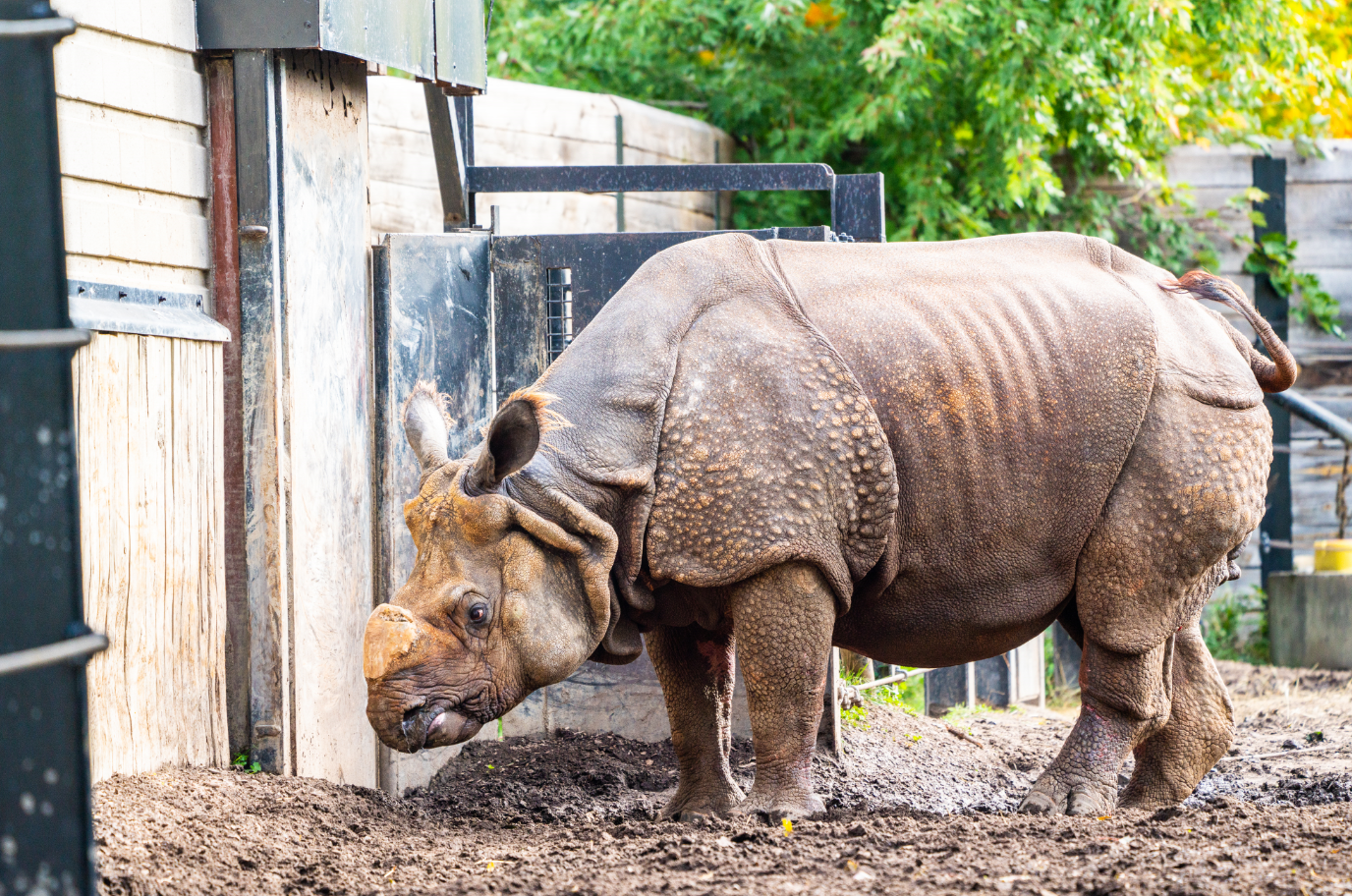 Vishnu the male Indian Rhino