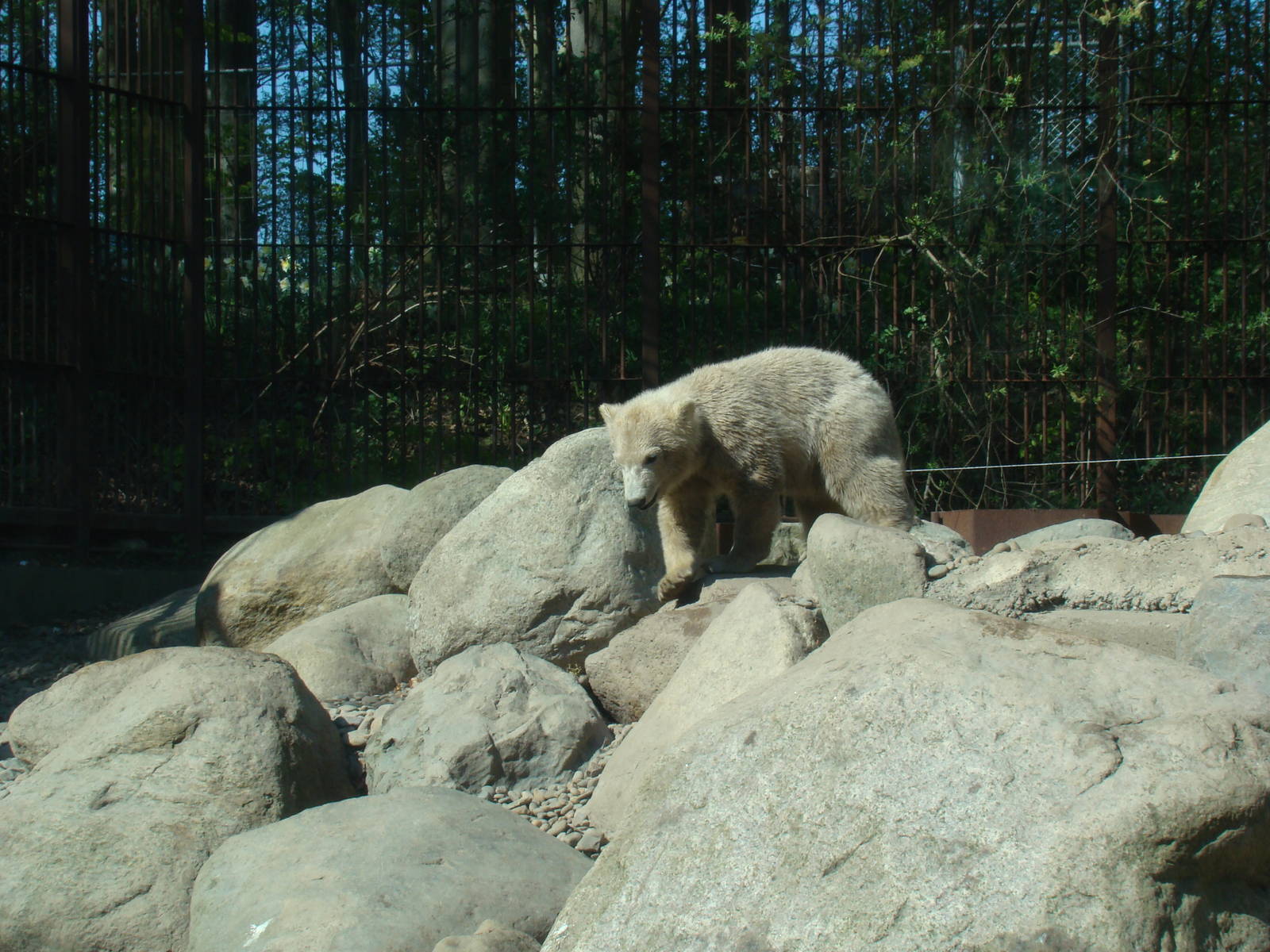 Visit in Aalborg zoo on 25th of april