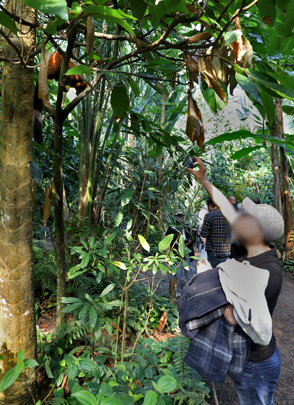 Visitor and red ruffed lemur