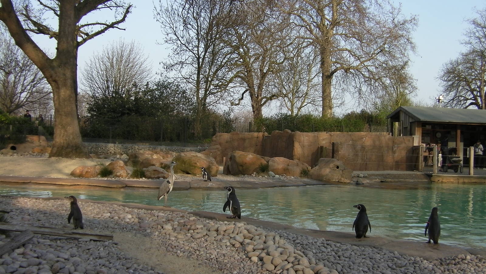Visitor at Penguin Beach - 24.03.2012