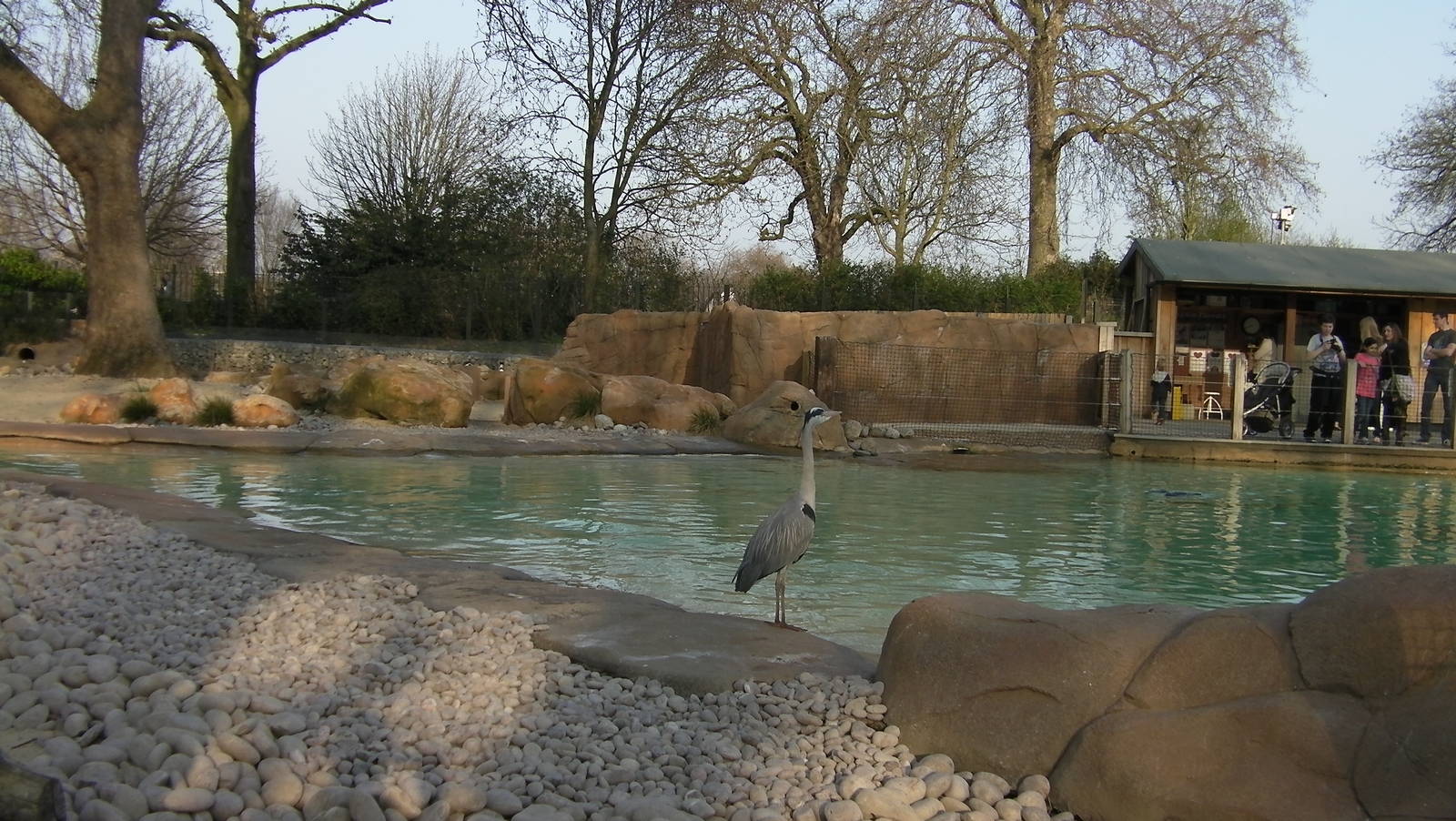 Visitor at Penguin Beach - 24.03.2012