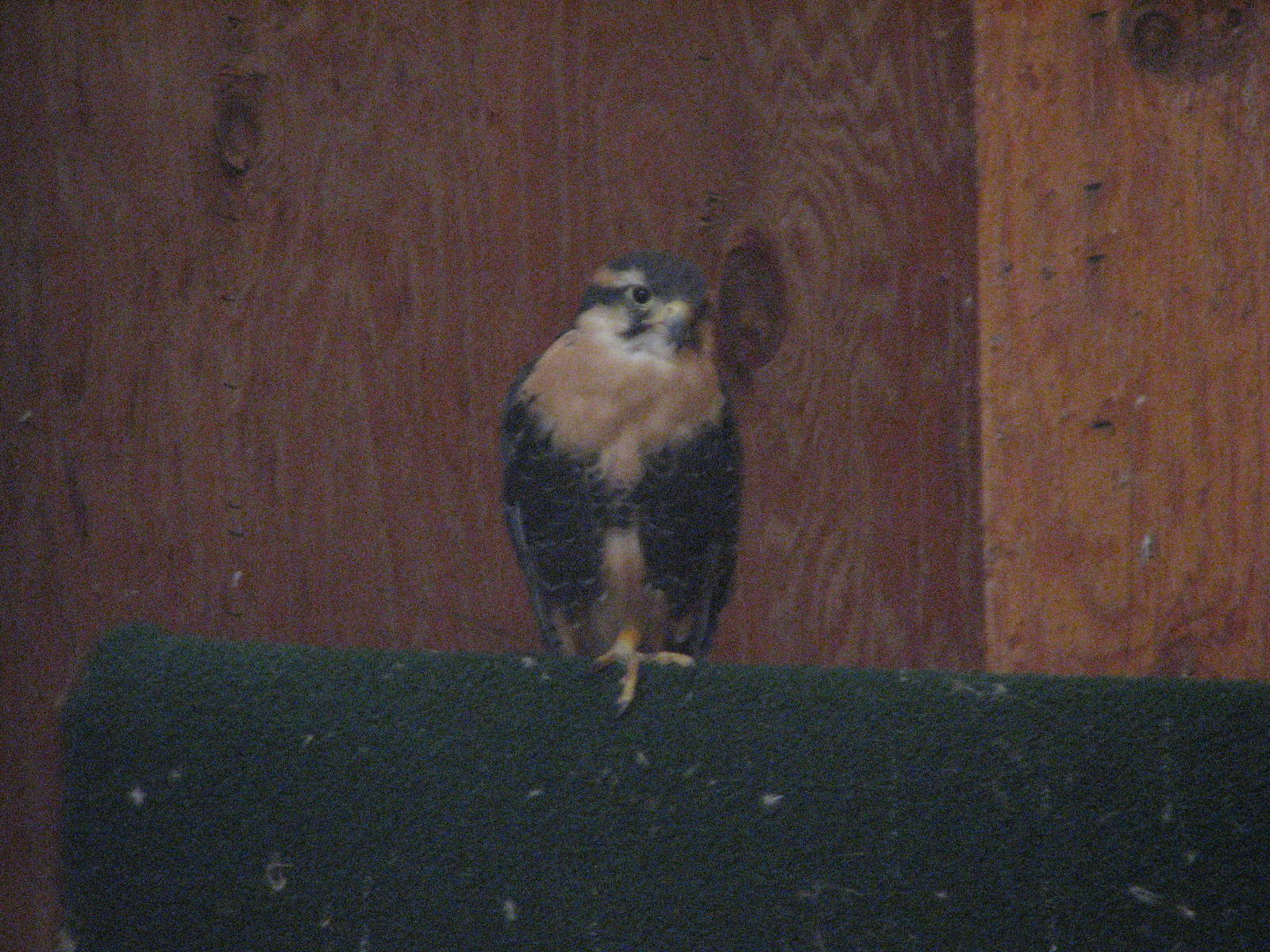 Visitor Center - Aplomado Falcon