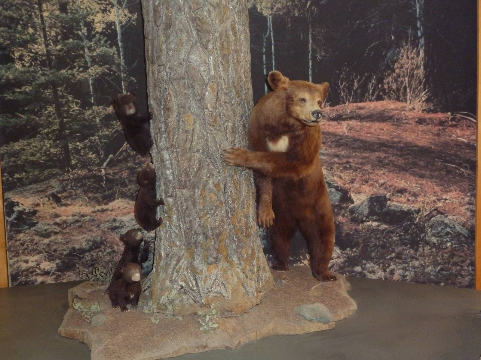 Visitor Center Diorama