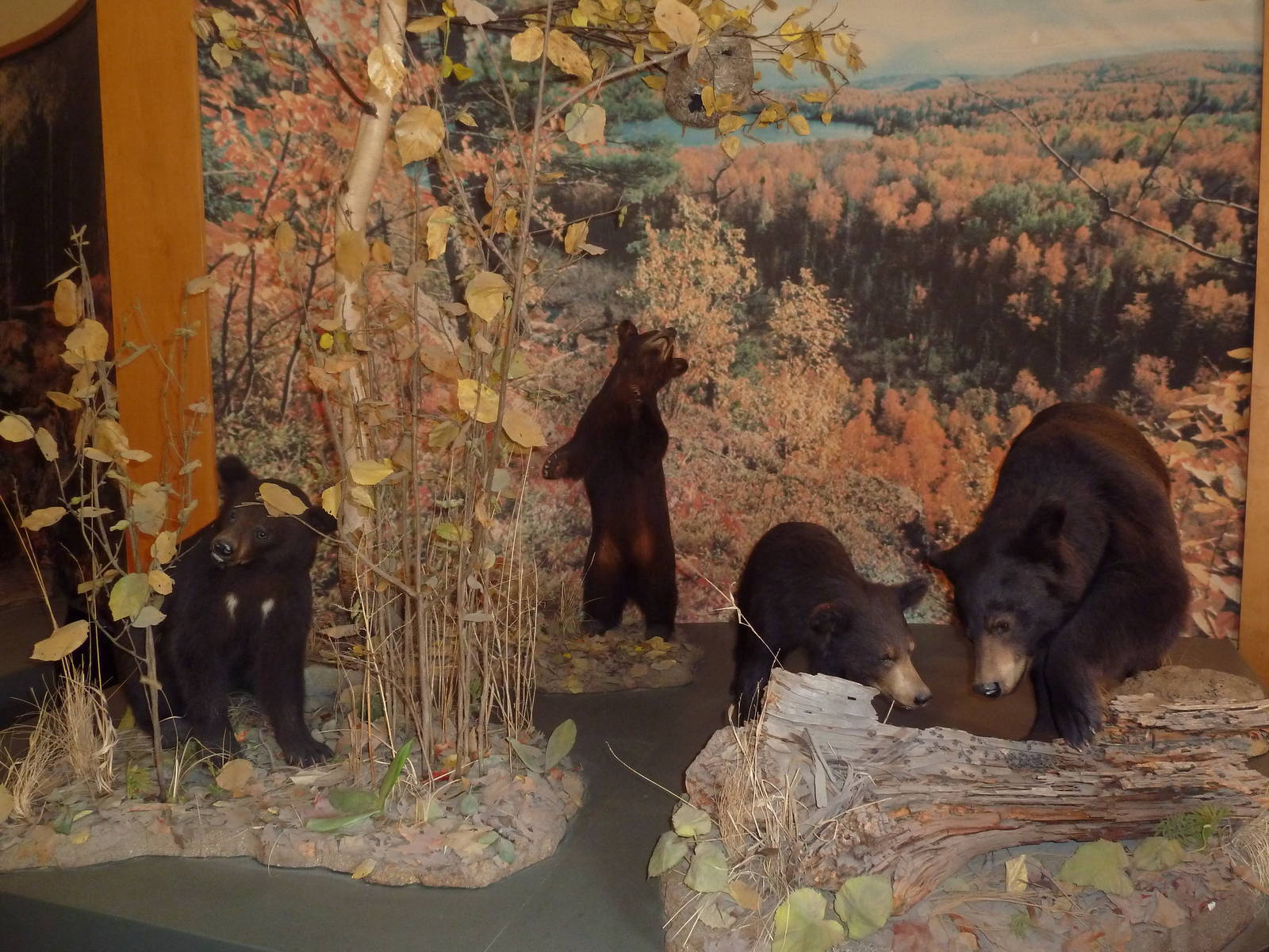 Visitor Center Diorama