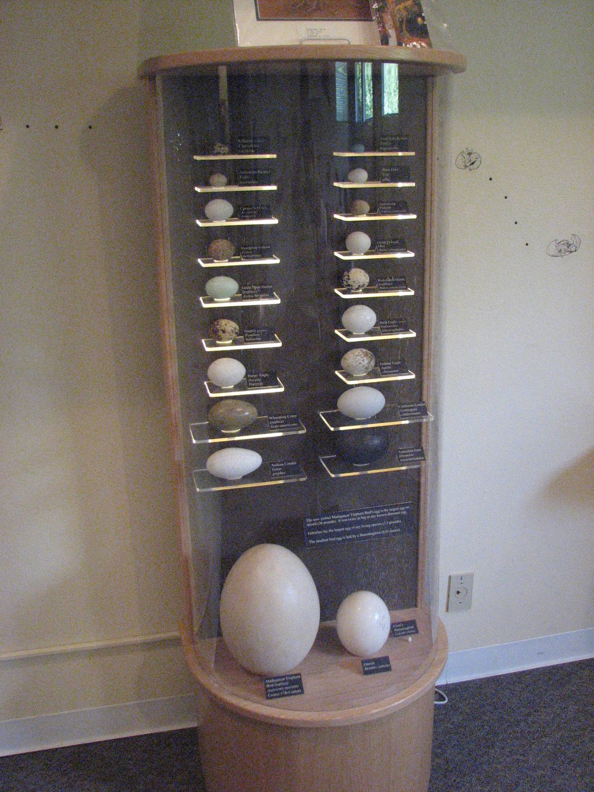 Visitor Center - Discovery Room Egg Display