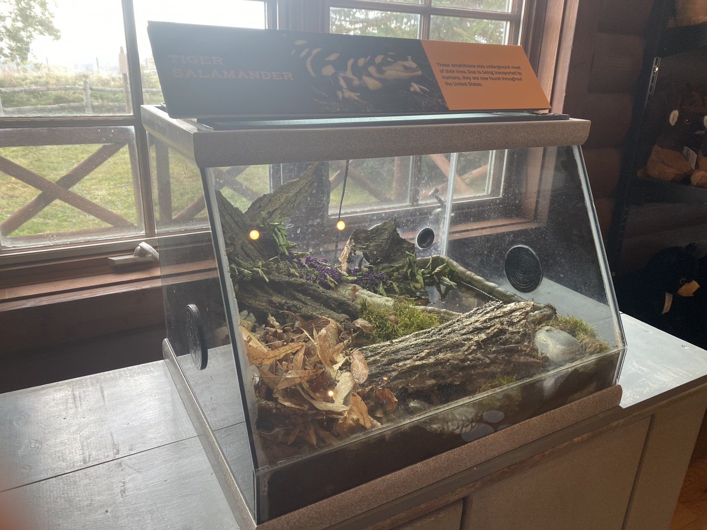 Visitor Center - Eastern Tiger Salamander Terrarium