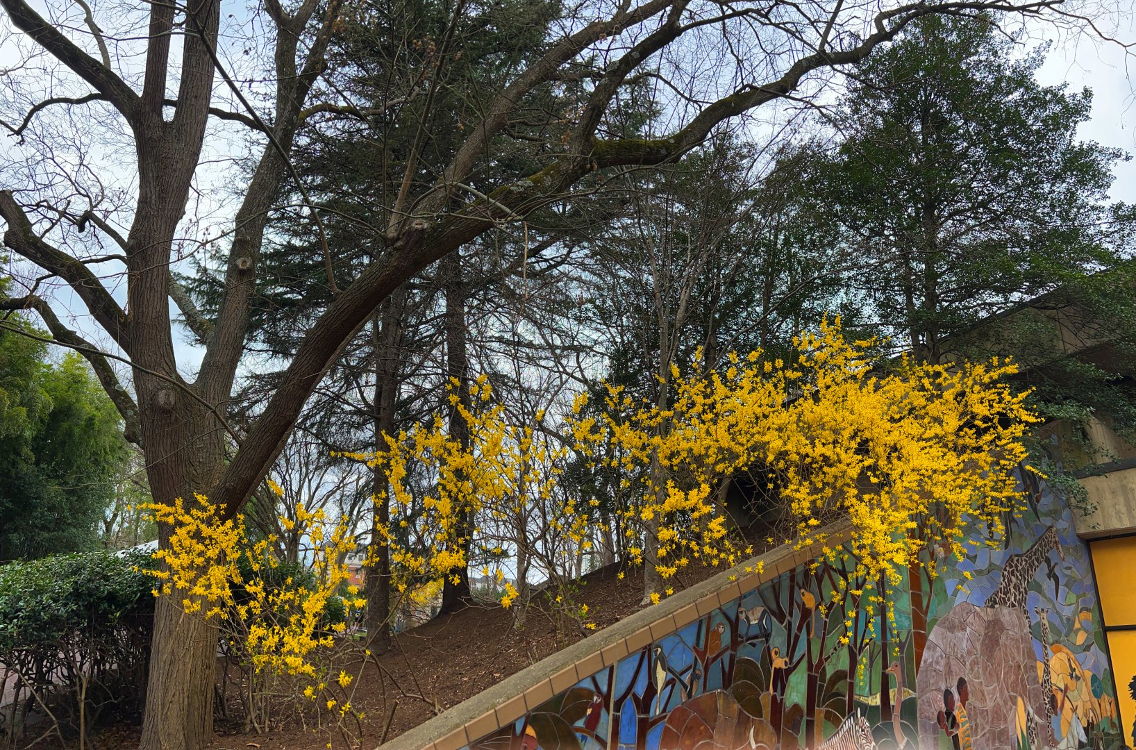 Visitor Center Forsythia Bloom