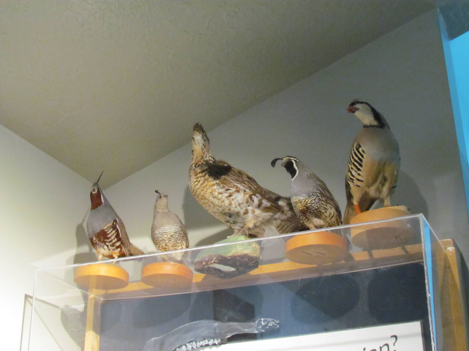 Visitor Center - Gamebirds