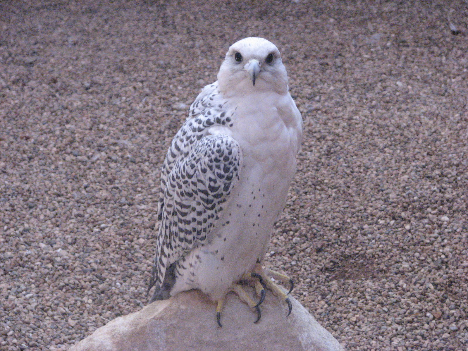 Visitor Center - Gyrfalcon