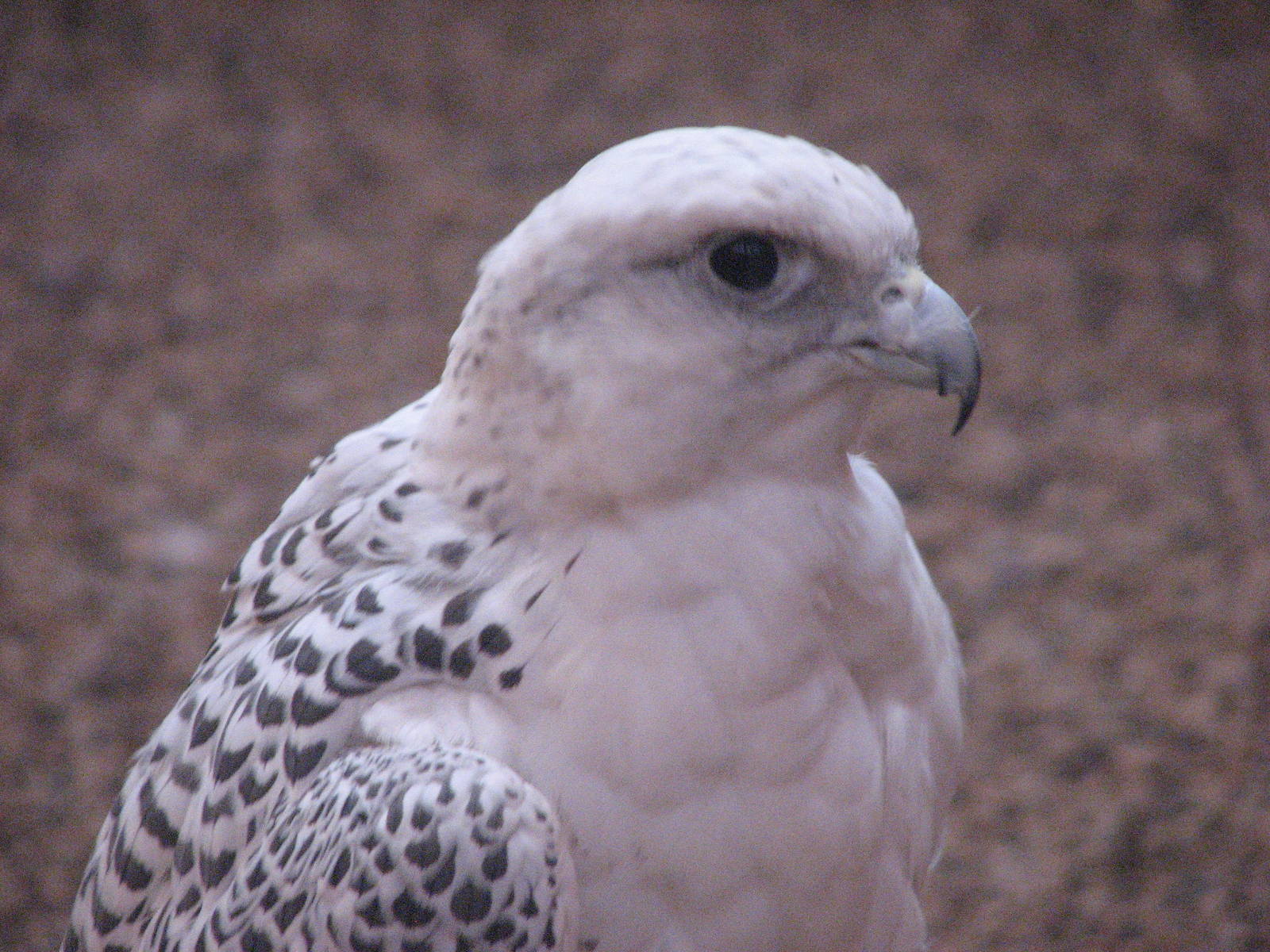 Visitor Center - Gyrfalcon