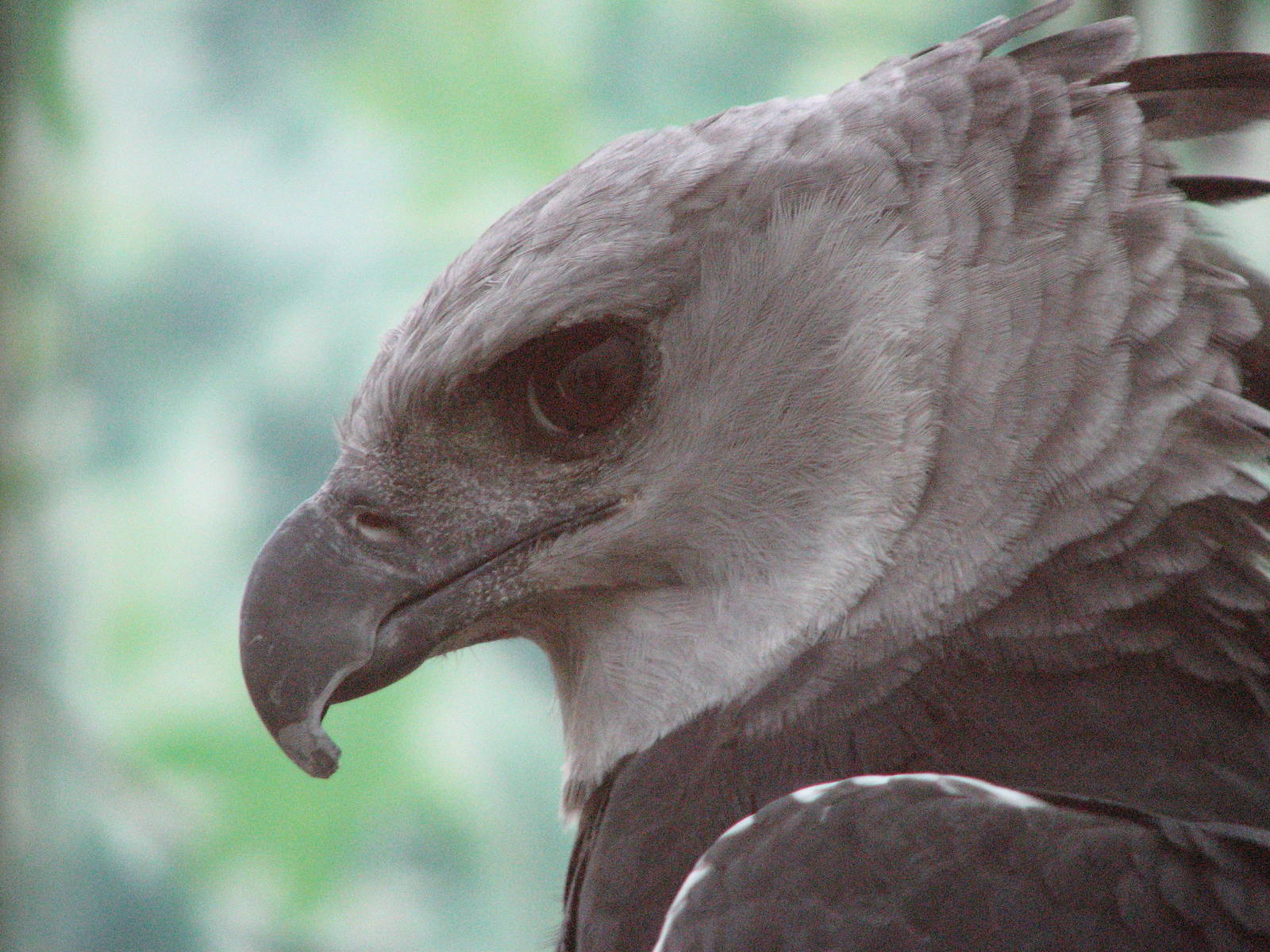Visitor Center - Harpy Eagle