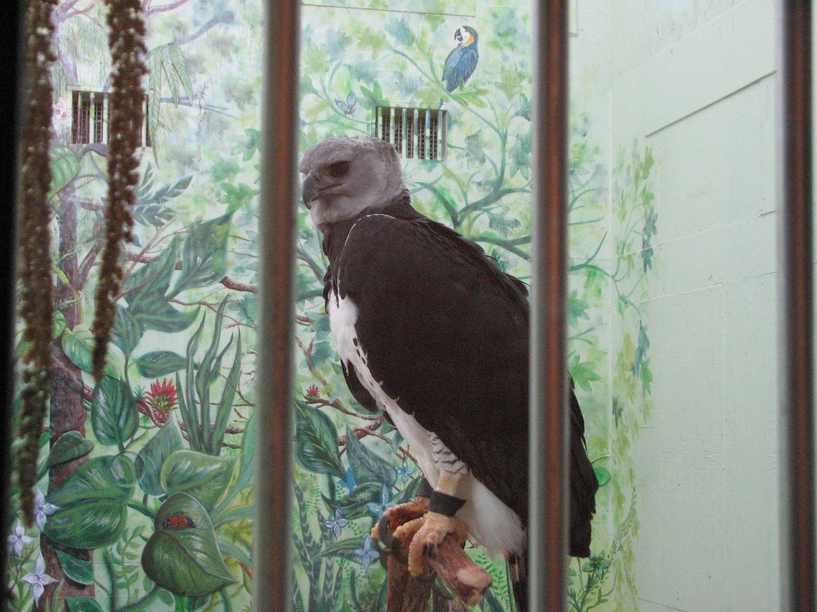 Visitor Center - Harpy Eagle