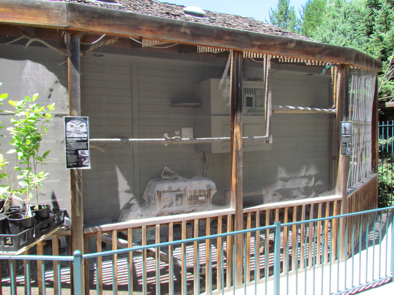 Visitor Center - Kestrel and Burrowing Owl Enclosure