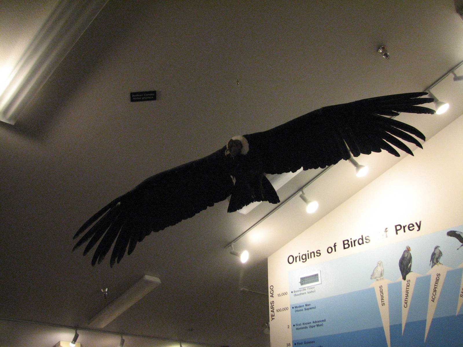 Visitor Center - Mounted Andean Condor