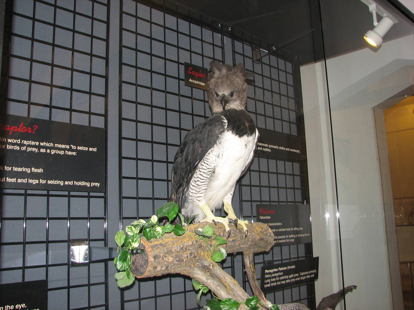 Visitor Center - Mounted Harpy Eagle
