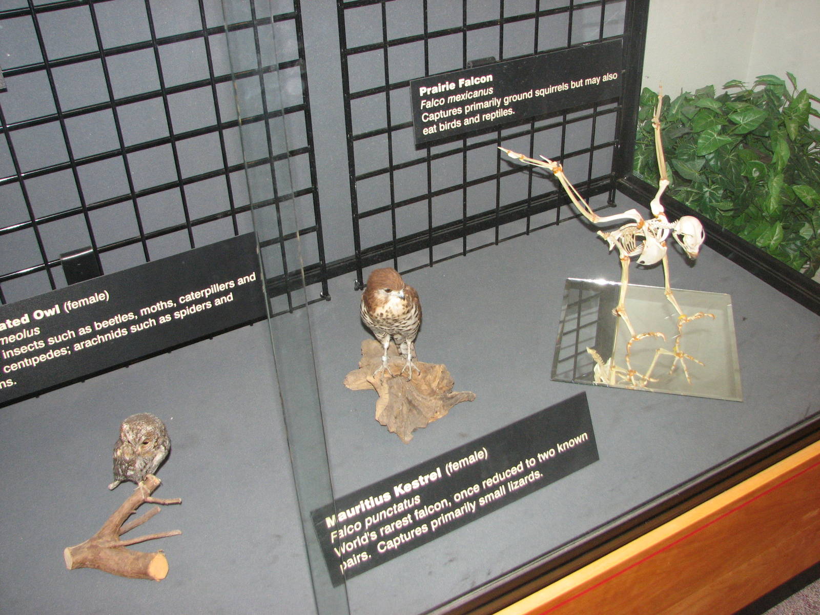 Visitor Center - Mounted Mauritius Kestrel