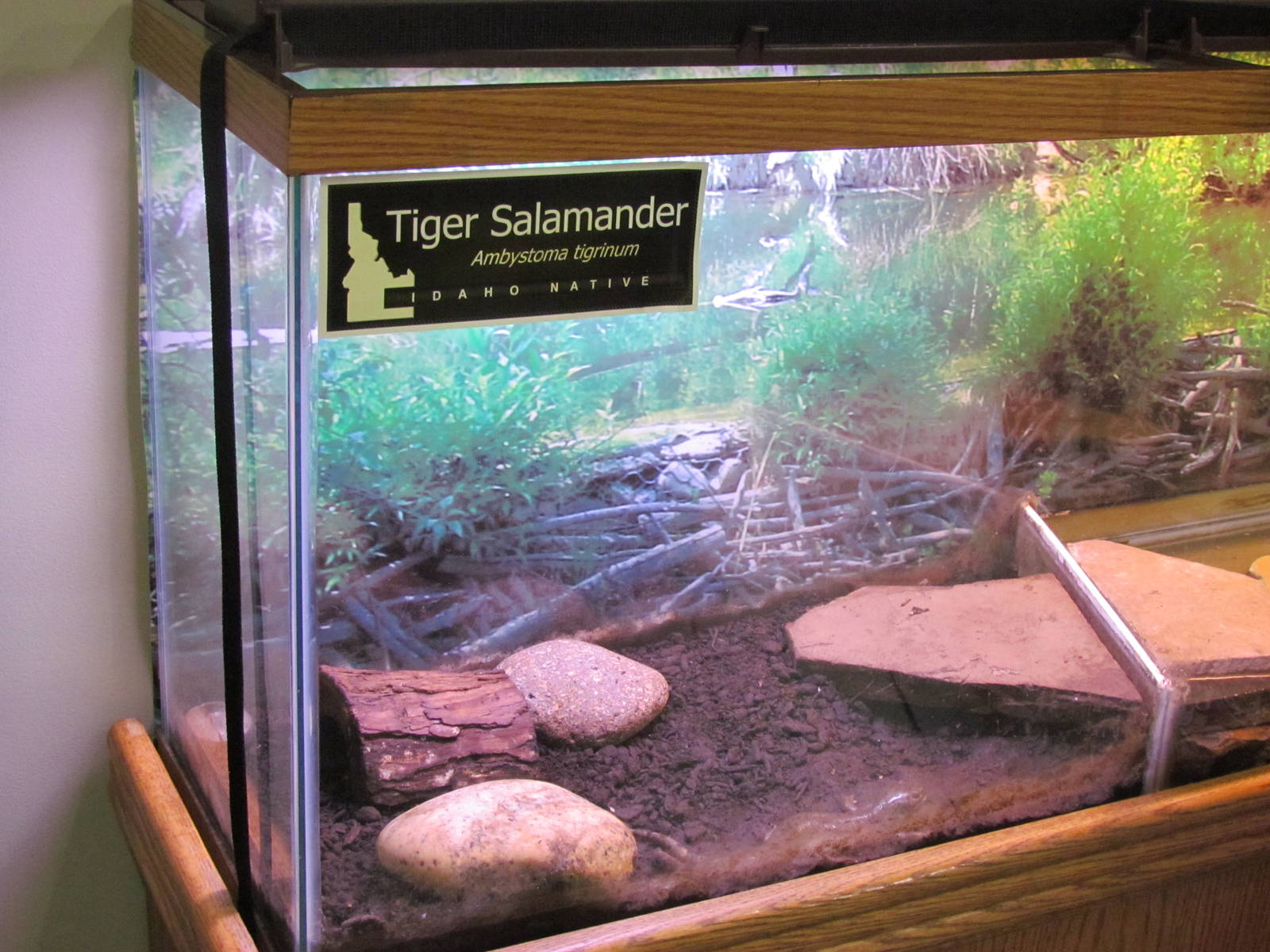 Visitor Center - Tiger Salamander