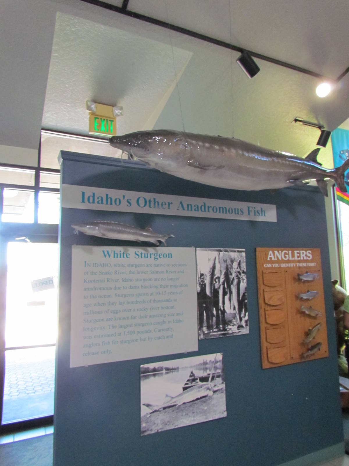 Visitor Center - White Sturgeon
