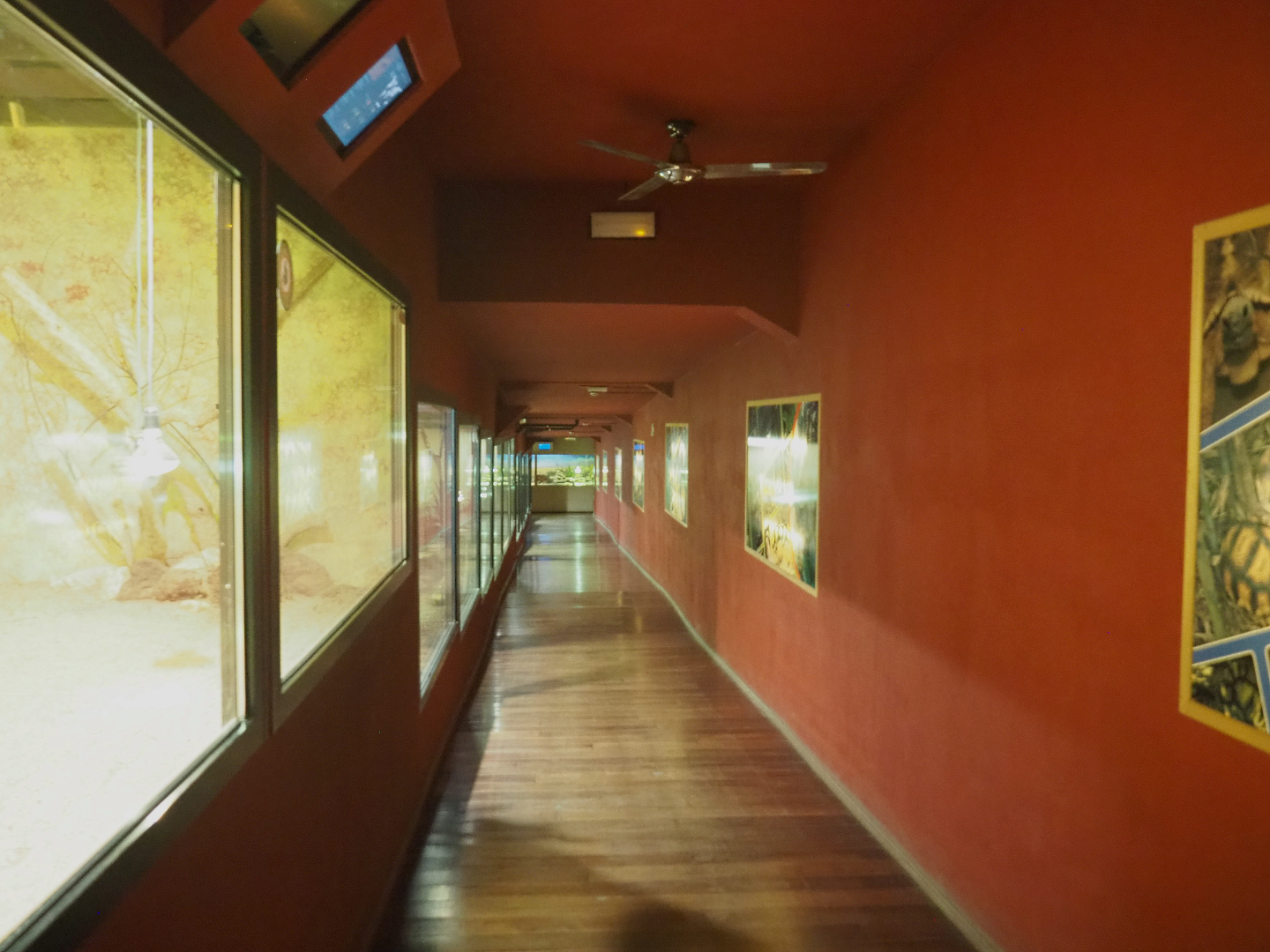 Visitor corridor and terrariums in the Mersus Emergo, 2022-09-14