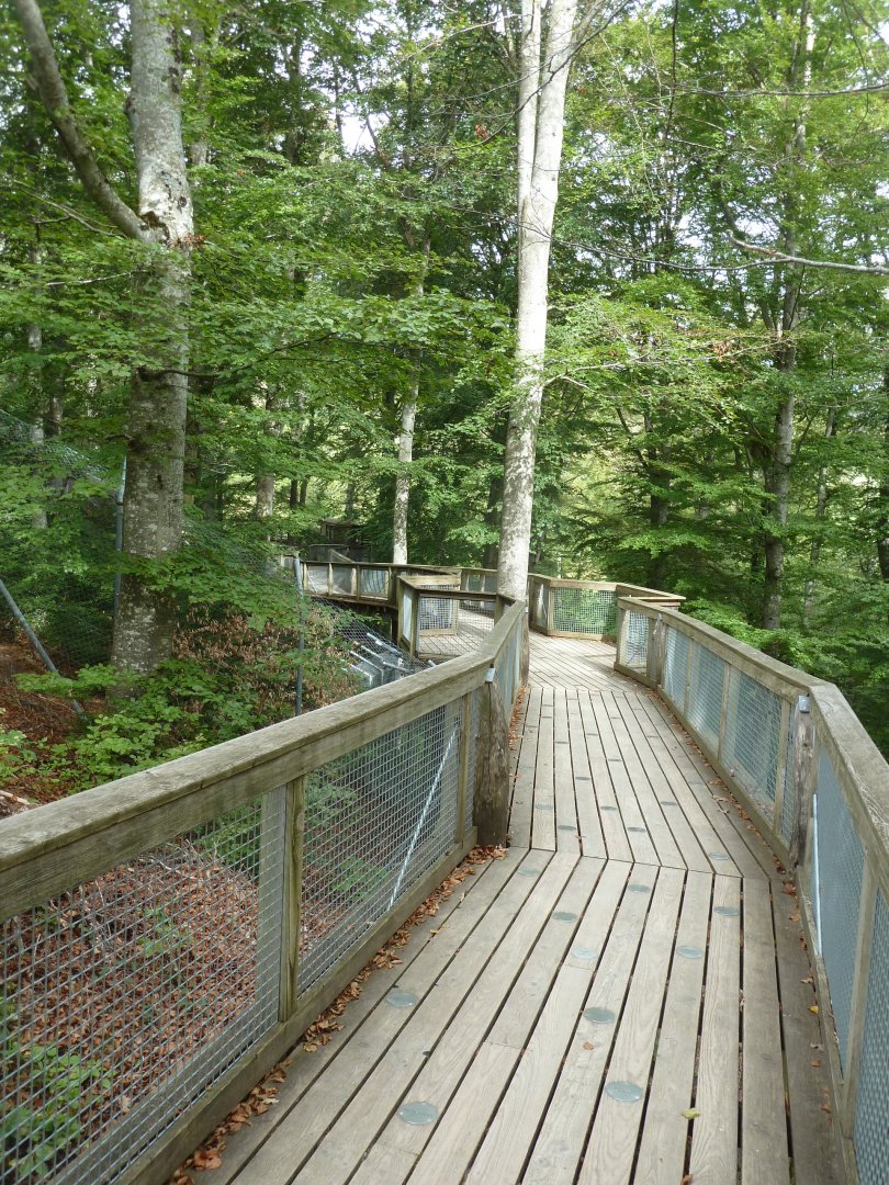 Visitor path above Eurasian lynx enclosures