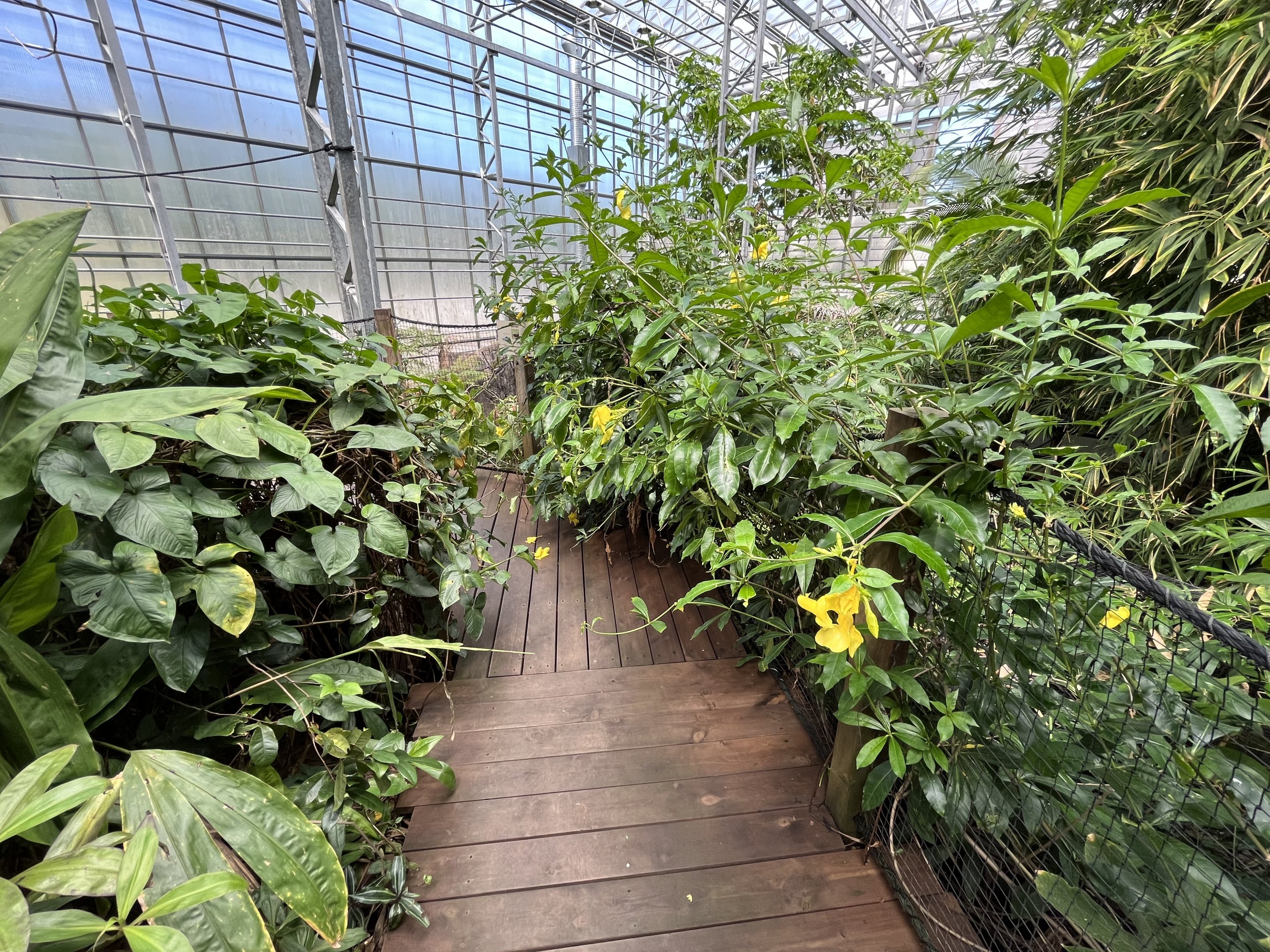 Visitor Pathway (overgrown)