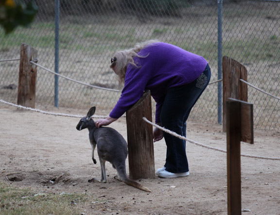 visitor petting kangaroo