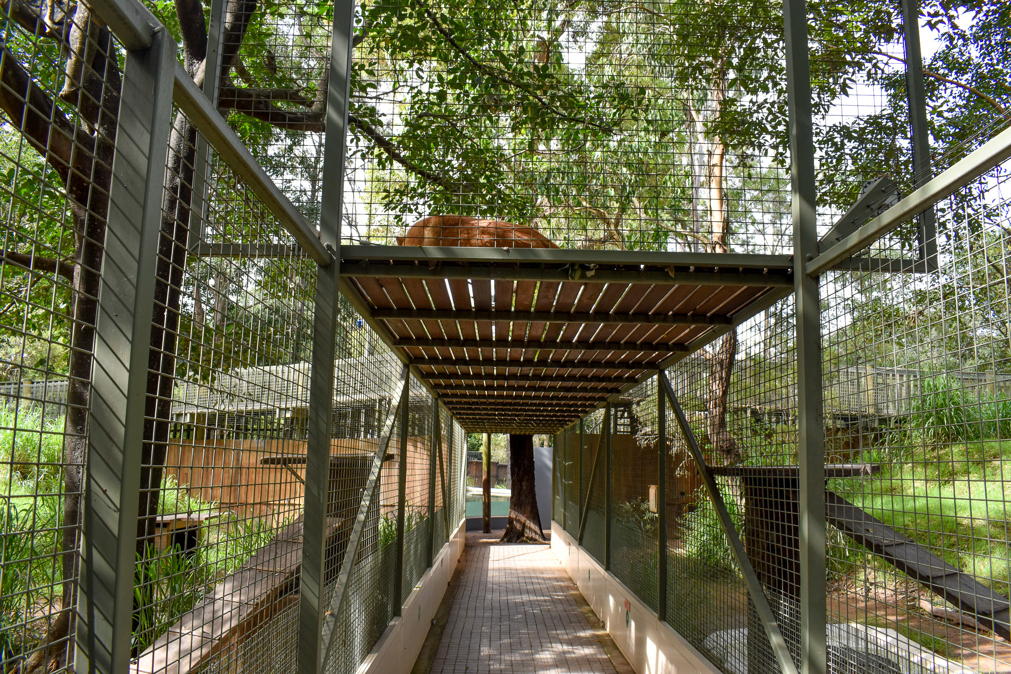 Visitor Tunnel (note the dingo sitting on top)