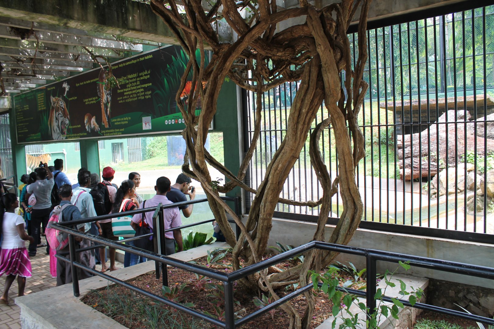 visitor viewing area for Tigers