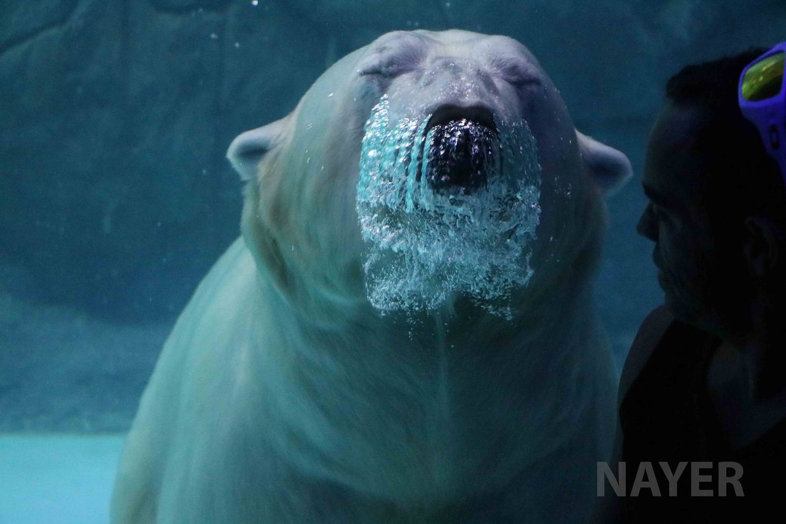 Visitor with polar bear, April 2016