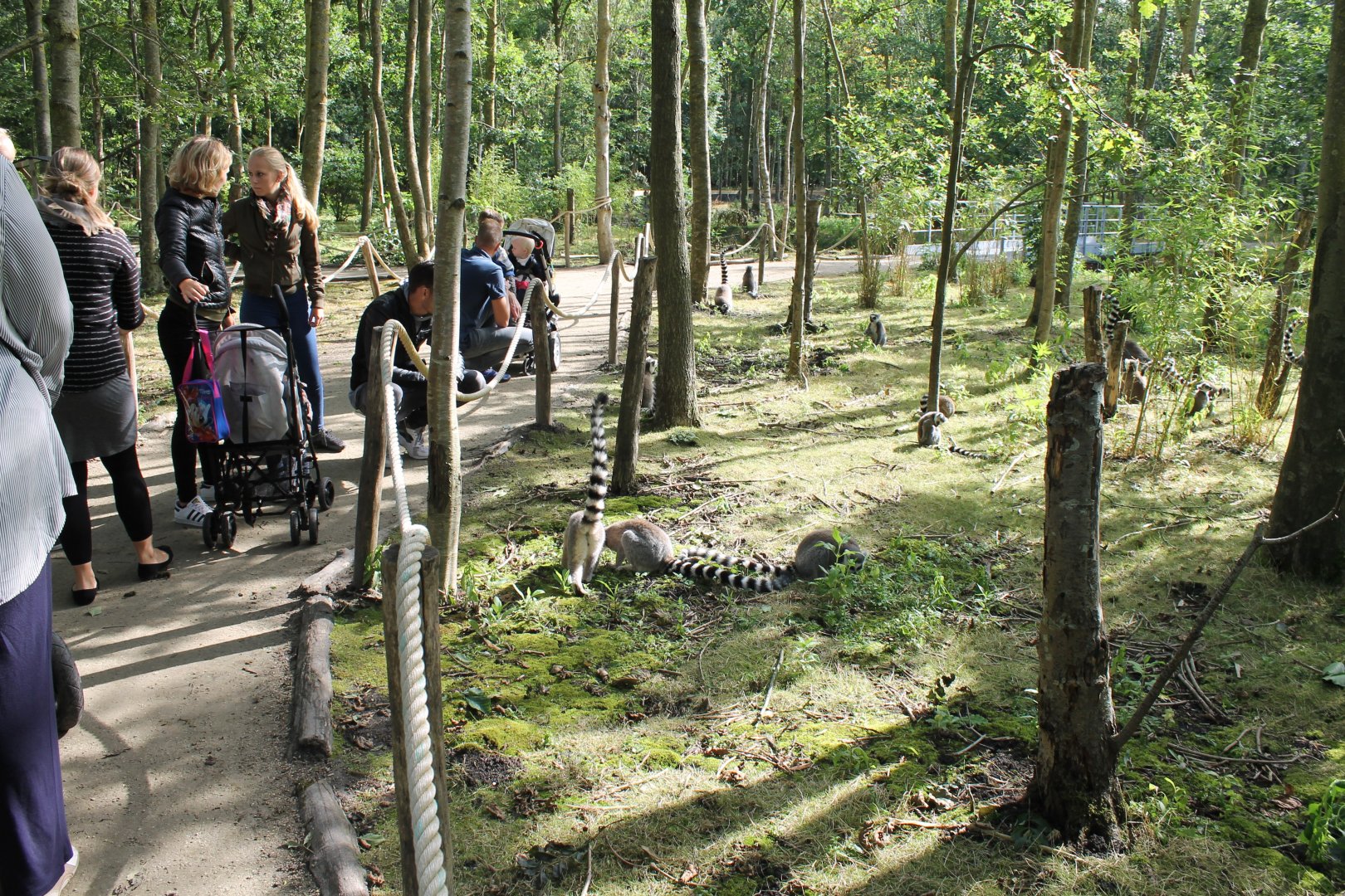 Visitors and Ring-tailed lemurs