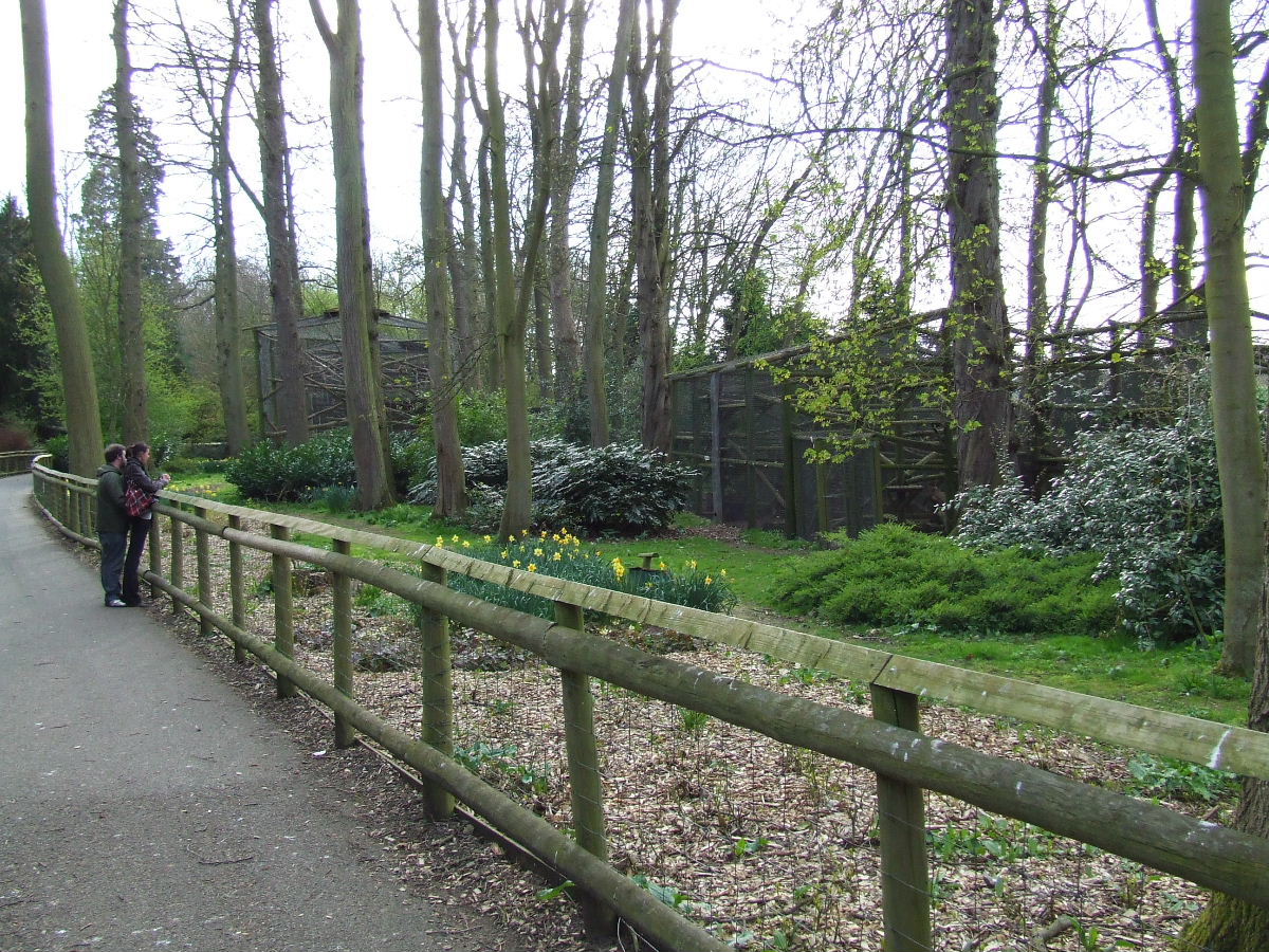 Visitors are looking the Ocelot cage