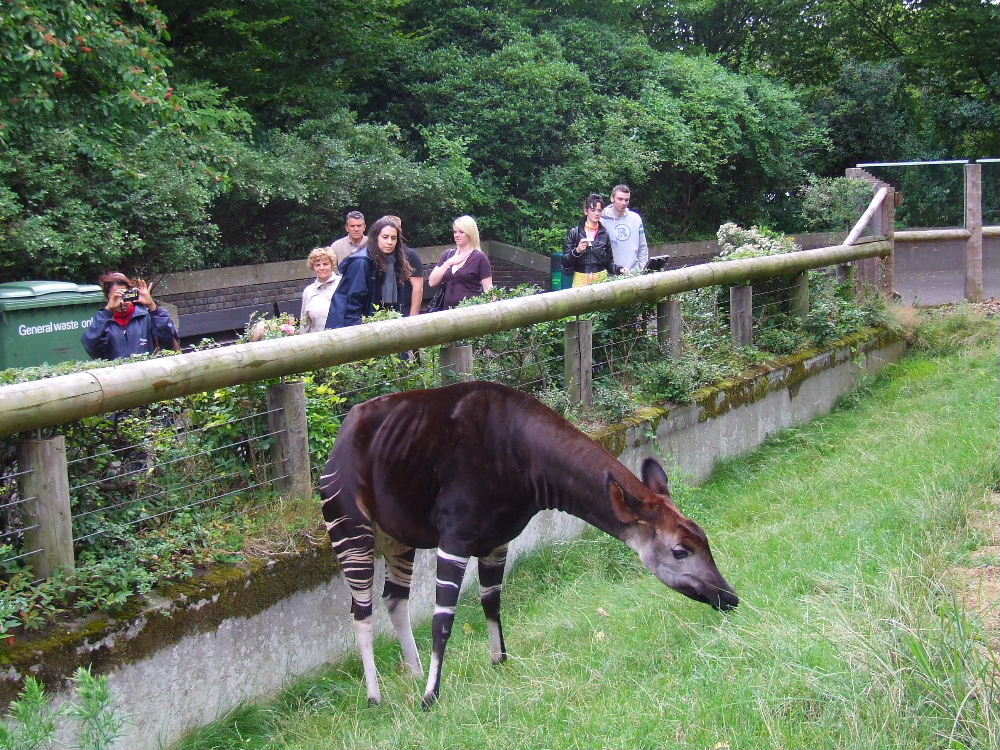 Visitors are watching Elila