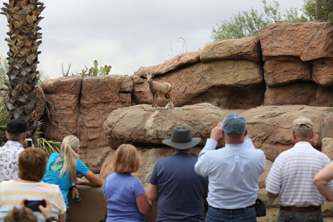 visitors at bighorn exhibit