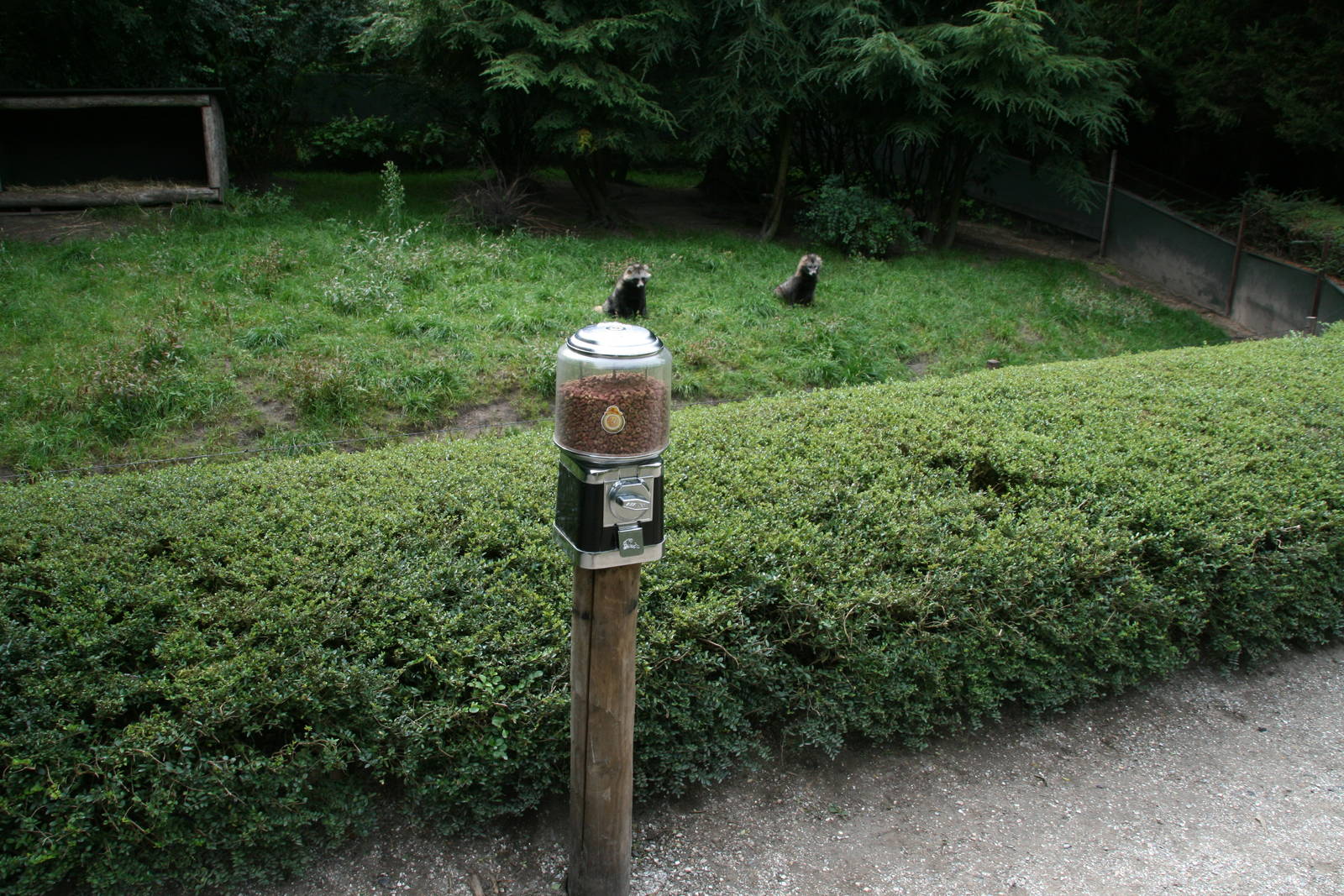 visitors can  feed the Racoon dogs