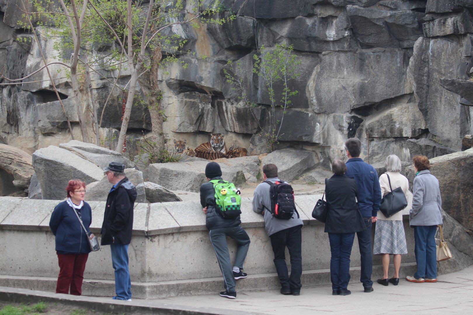 Visitors enjoying the Sumatran Tiger cubs, Berlin Tierpark, April 2019