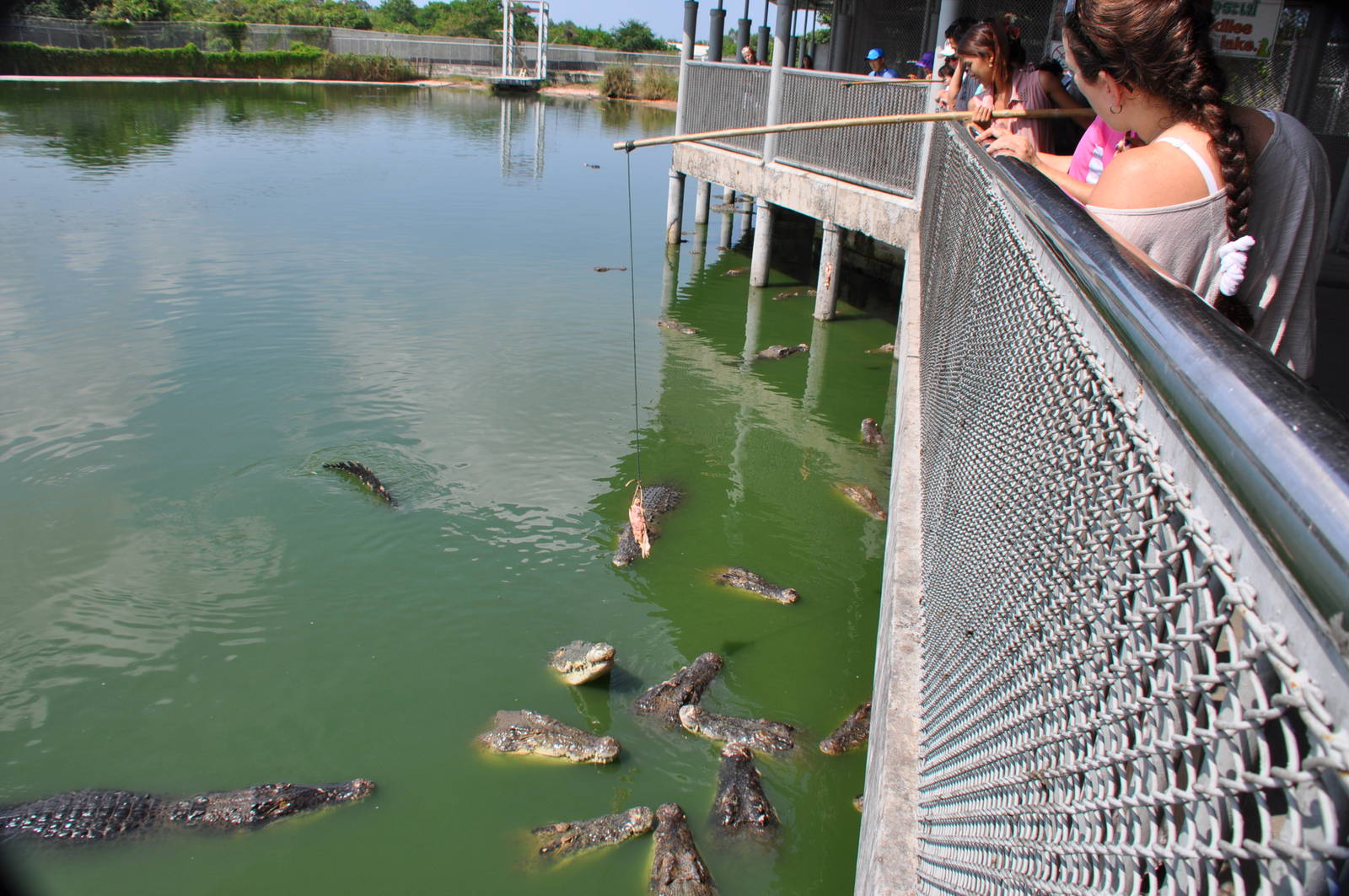 Visitors feed the crocodiles