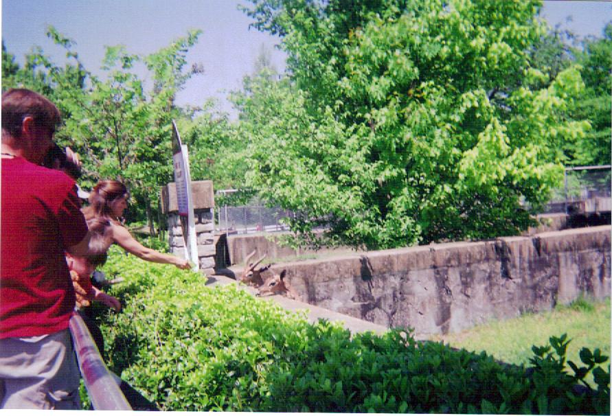 Visitors Feeding Gerenuk - Round Barn
