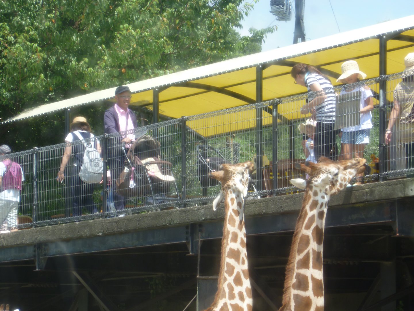 Visitors feeding giraffes July 2016
