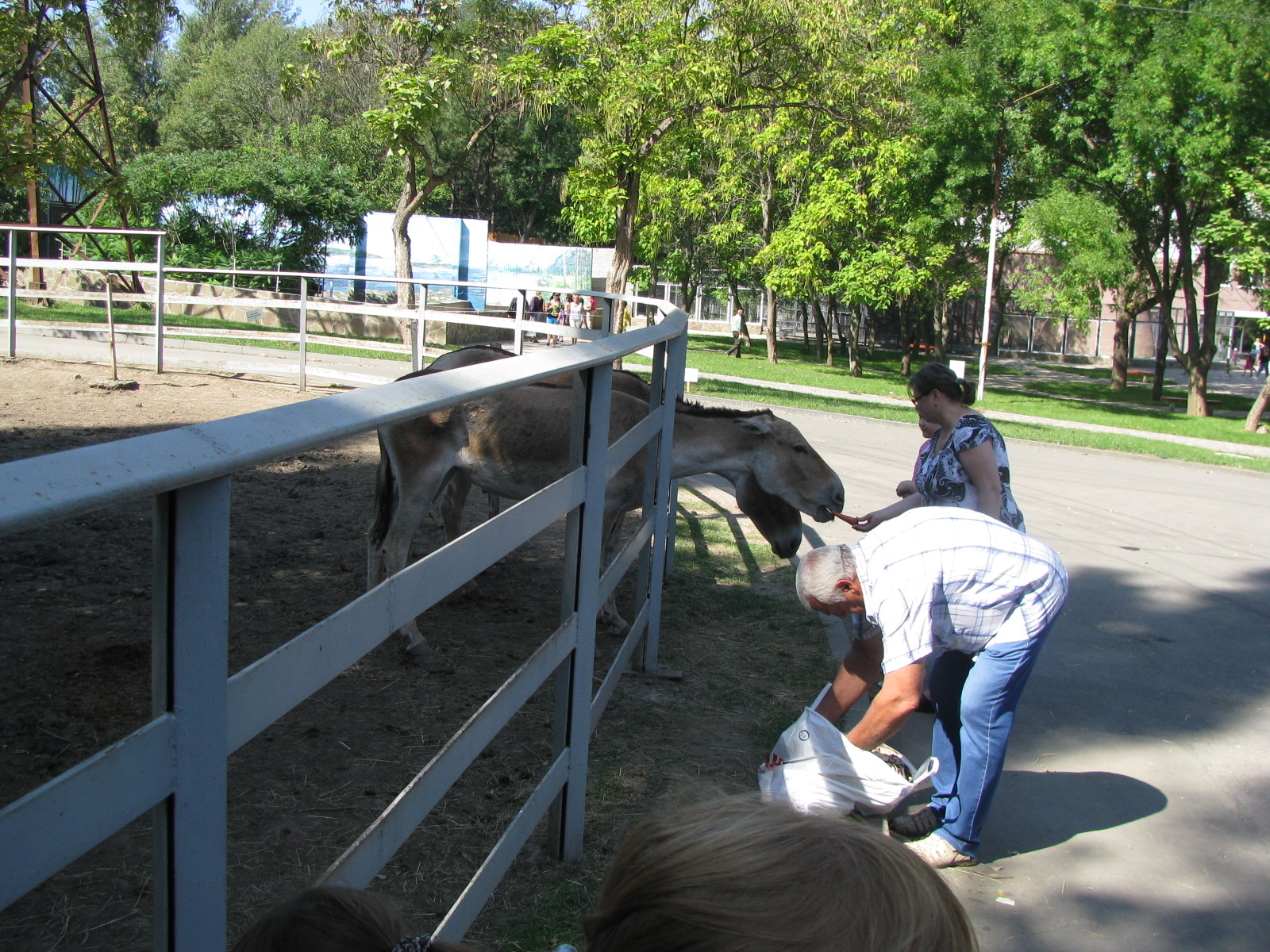 Visitors feeding onager